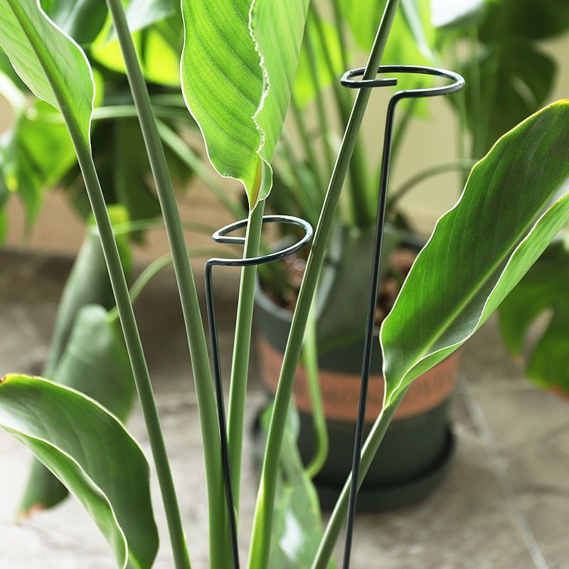 1/10 個ガーデンサポートステークリング金属単一茎植物低木 - Plant Support Stake のレビューと価格