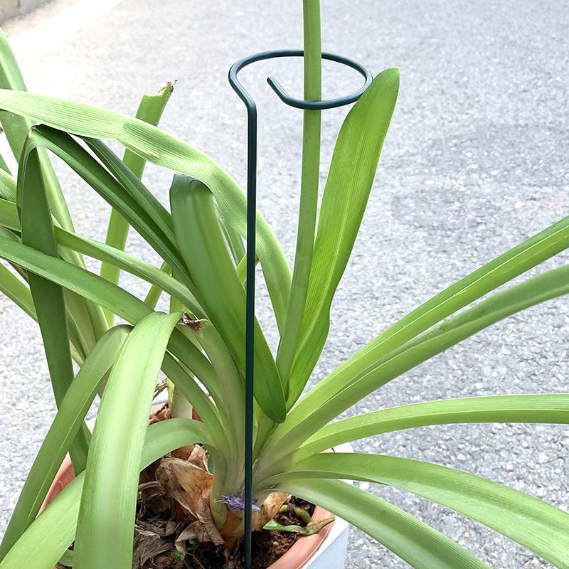 1-10 個金属単一幹植物低木ホルダーガーデンサポートステー - Plant Support Stake のレビューと価格