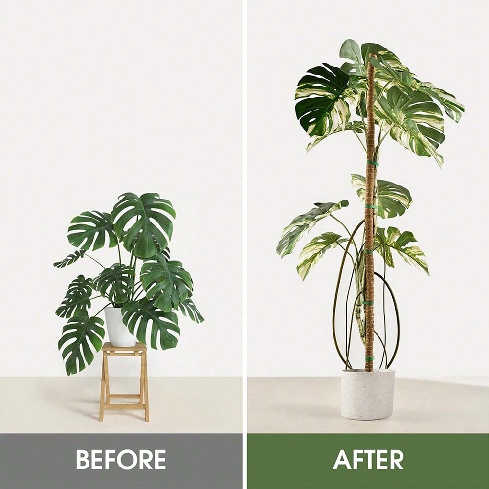 植物用モスポール モンステラ植物用支柱 室内植物用クライミン - Plant Support Stake のレビューと価格